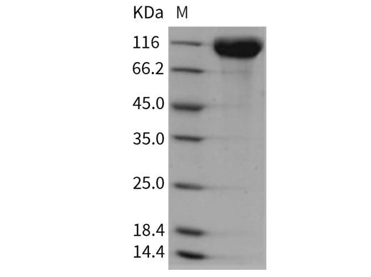 > 97 % as determined by reducing SDS-PAGE.