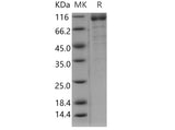 > 80 % as determined by reducing SDS-PAGE.