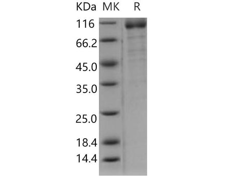 > 80 % as determined by reducing SDS-PAGE.