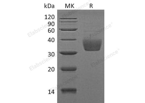 > 90 % as determined by reducing SDS-PAGE.