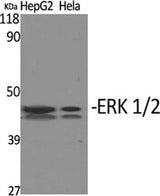 Western Blot analysis of HepG2, Hela cells using ERK 1/2 Polyclonal Antibody at dilution of 1:1000.