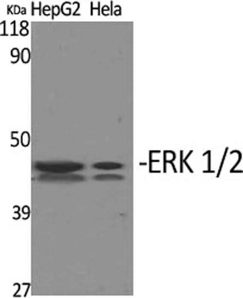 Western Blot analysis of HepG2, Hela cells using ERK 1/2 Polyclonal Antibody at dilution of 1:1000.