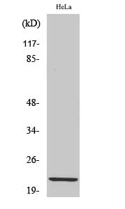 Western Blot analysis of Hela cells using Claudin 1 Polyclonal Antibody at dilution of 1:1000.