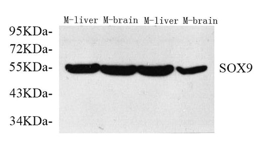 Western Blot analysis of various samples using SOX-9 Polyclonal Antibody at dilution of 1:750.