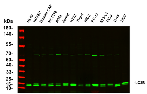 Anti-Human/Mouse/Rat LC3B Antibody [5A10] - ABMIUM