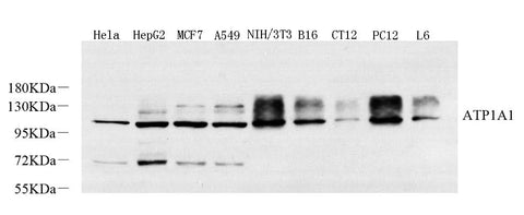 Western Blot analysis of various samples using Na+/K+-ATPase alpha1 Polyclonal Antibody at dilution of 1:800.