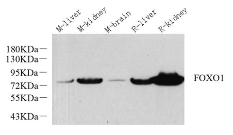 Western Blot analysis of various samples using FOXO1 Polyclonal Antibody at dilution of 1:1000.
