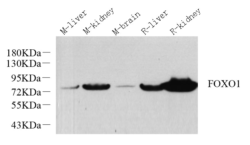 Western Blot analysis of various samples using FOXO1 Polyclonal Antibody at dilution of 1:1000.