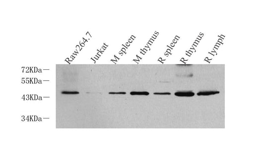 Western Blot analysis of various samples using CD14 Polyclonal Antibody at dilution of 1:1000.