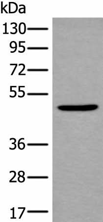 Western blot analysis of Mouse brain tissue lysate using B4GAT1 Polyclonal Antibody at dilution of 1:800
