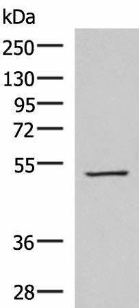 Western blot analysis of HepG2 cell lysate using FDXR Polyclonal Antibody at dilution of 1:1000