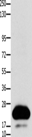 Anti-Human/Mouse CLDN4 Antibody - ABMIUM