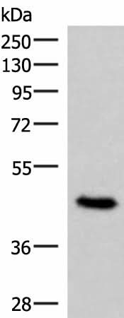 Western blot analysis of 293T cell lysate using COPS3 Polyclonal Antibody at dilution of 1:450