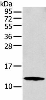 Western blot analysis of MCF-7 cell using S100A16 Polyclonal Antibody at dilution of 1:300