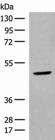 Anti-Human/Mouse/Rat ZBTB8A Antibody