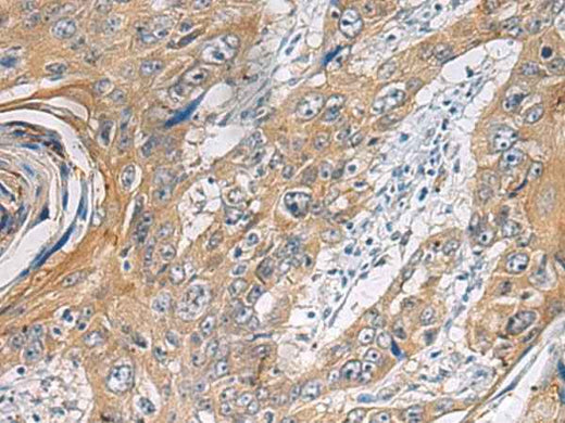 Anti-Human/Mouse/Rat PA2G4 Antibody