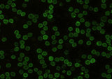 Anti-Mouse CD48 Antibody [B446]