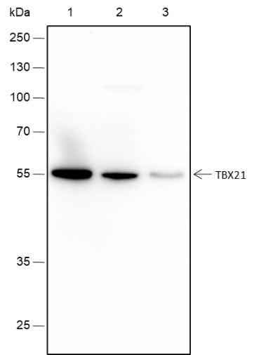 Anti-Human TBX21 Antibody [A373] - ABMIUM