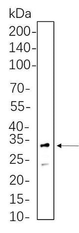 Anti-Human/Mouse/Rat RPS6 Antibody [B643]