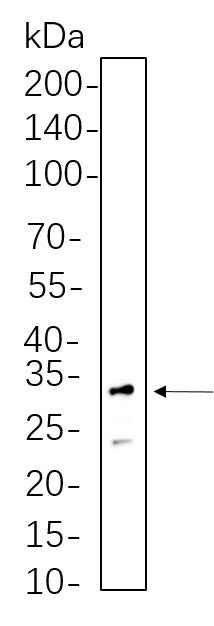 Anti-Human/Mouse/Rat RPS6 Antibody [B643] - ABMIUM