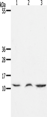 Anti-Human/Mouse CCL17 Antibody - ABMIUM