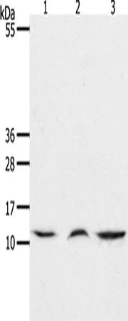 Anti-Human/Mouse CCL17 Antibody - ABMIUM