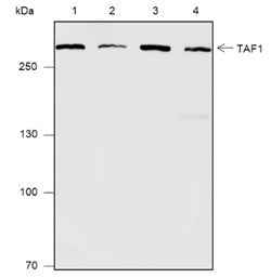 Anti-Human/Rat/Mouse TAF1 Antibody [A574] - ABMIUM