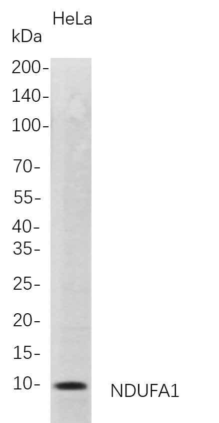 Anti-Human NDUFA1 Antibody [B721] - ABMIUM