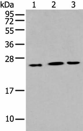 Western blot analysis of Hepg2 Hela and A549 cell using IL6 Polyclonal Antibody at dilution of 1:400