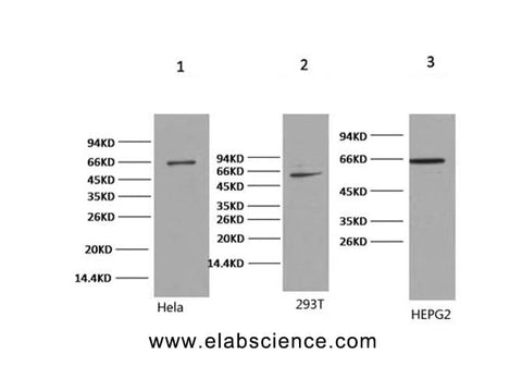 Western Blot analysis of 1) Hela, 2) 293T, 3) HepG2 cells using NFκB-p65 Monoclonal Antibody at dilution of 1:2000.