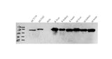 Western Blot analysis of various samples using N-cadherin Polyclonal Antibody at dilution of 1:1000.