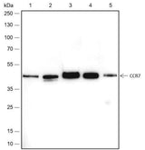 Anti-Human/Rat/Mouse CCR7 Antibody [A444]