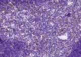Anti-Mouse CD180 Antibody [B454]
