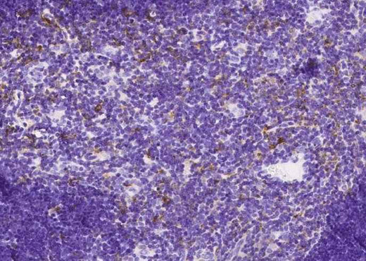 Anti-Mouse CD180 Antibody [B454] - ABMIUM