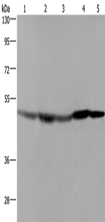 Anti-Human/Mouse/Rat FH Antibody - ABMIUM