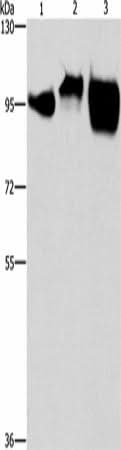 Anti-Human CD54 Antibody - ABMIUM