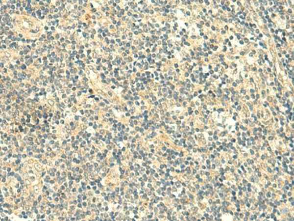 Anti-Human/Mouse TMEM9 Antibody