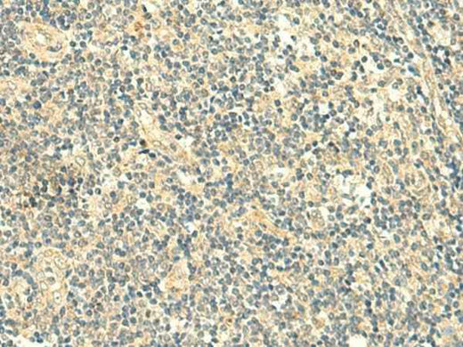 Anti-Human/Mouse TMEM9 Antibody