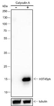 Anti-Human Phospho-Histone H3 (Thr45) Antibody [A795] - ABMIUM