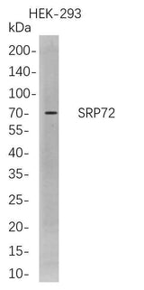 Anti-Human SRP72 Antibody [B726]