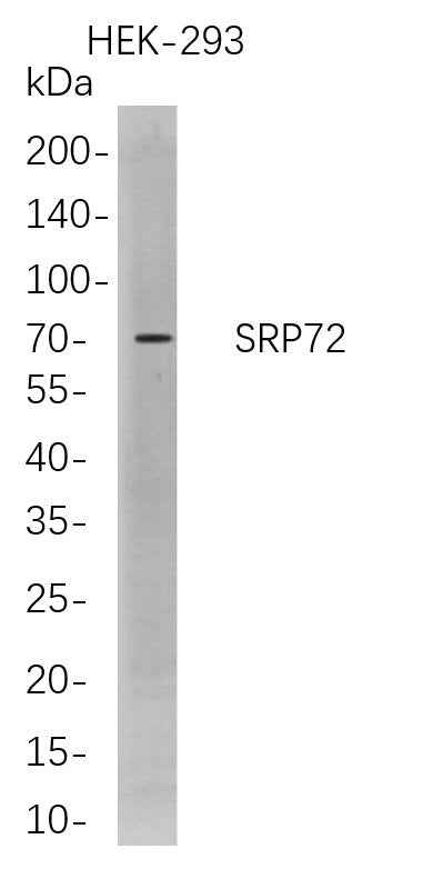 Anti-Human SRP72 Antibody [B726] - ABMIUM