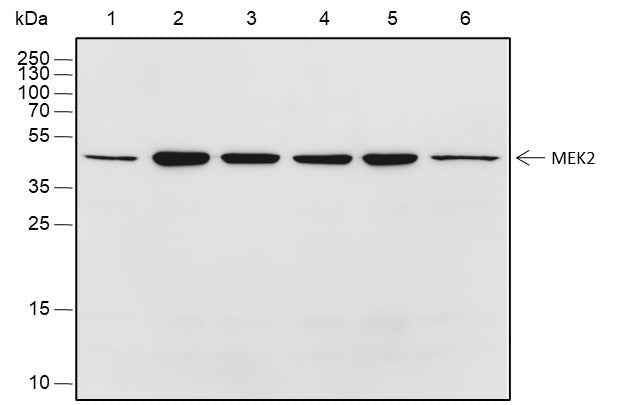 Anti-Human/Rat/Mouse MEK2 Antibody [A302]