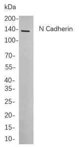 Anti-Human/Mouse/Rat N Cadherin Antibody [B734]