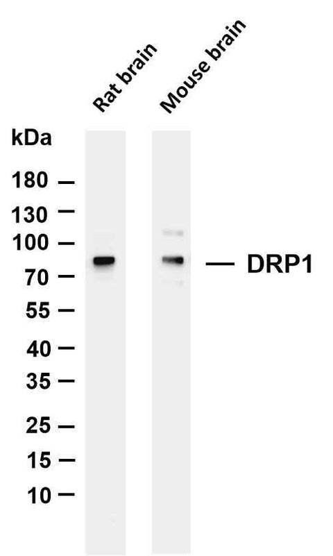 Anti-Human/Mouse/Rat DRP1 Antibody [B835] - ABMIUM