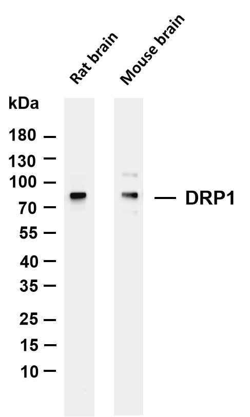 Anti-Human/Mouse/Rat DRP1 Antibody [B835] - ABMIUM