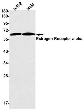 Western blot detection of Estrogen Receptor alpha in K562,Hela cell lysates using Estrogen Receptor alpha Rabbit mAb(1:1000 diluted).Predicted band size:66kDa.Observed band size:66kDa.