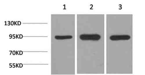Anti-Human/Mouse/Rat HSP90 α Antibody [5D4]