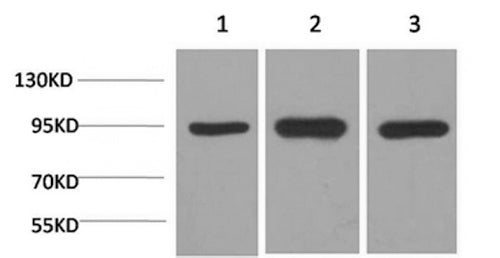 Western Blot analysis of 1) Hela, 2)Mouse brain, 3) Rat brain using HSP90 alpha Monoclonal Antibody at dilution of 1:2000.