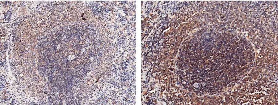 Anti-Rat IL2 Antibody [A1104] - ABMIUM