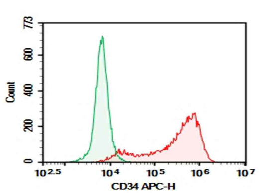 Anti-Human CD34 Antibody [561] - ABMIUM